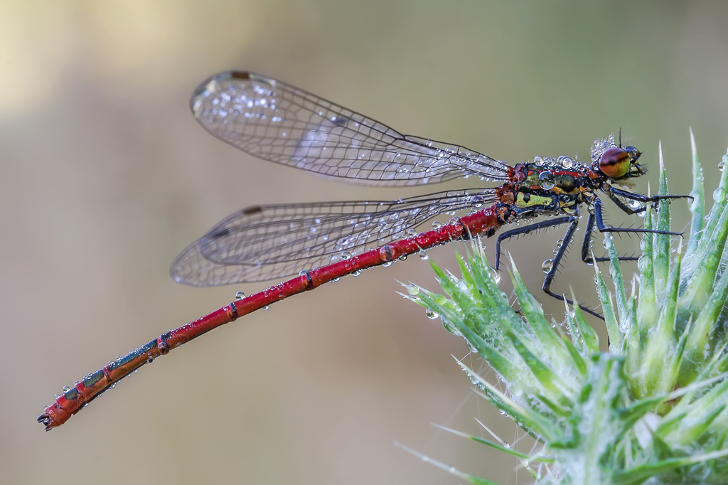 Pyrrhosoma nymphula maschio maturo